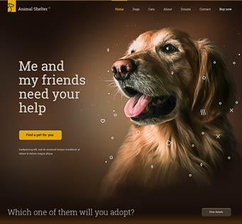 splash home animalshelter